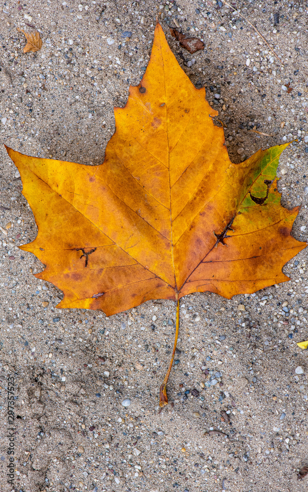 nature during a stunning autumn where the leafs have beautiful colors, simpy a grorgous indian summer nature during a stunning autumn where the leafs have beautiful colors, simpy a grorgous indian summer