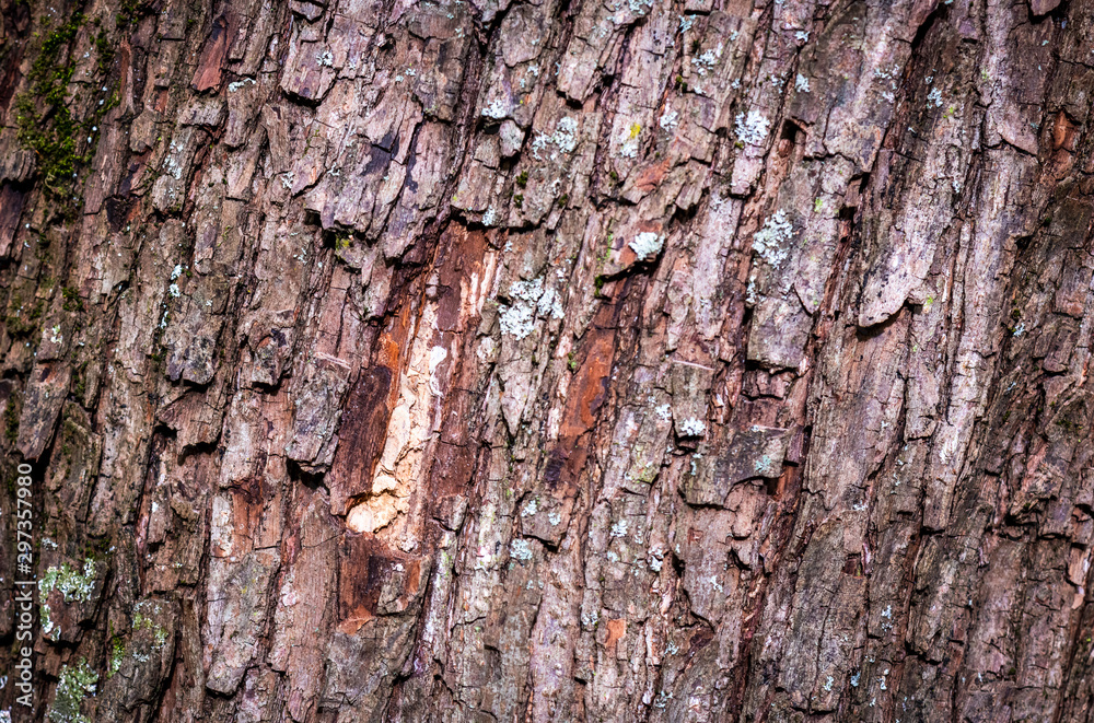 Naklejka premium background texture bark of a tree