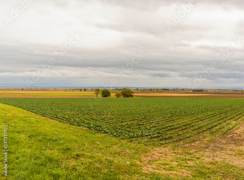 Paysage du Centre de la France. La plaine de la grande Limagne en automne avec ses champs agricoles entre Gannat en Allier et Riom dans le Puy-de-D  me avec la chaine des Puys    l horizon