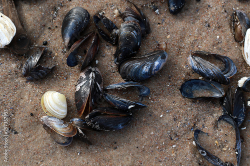 empty sea shells on the beach close up