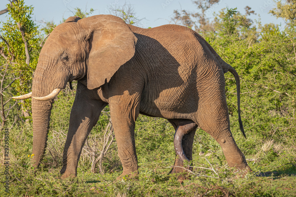Fototapeta premium A wild male bush elephant ( Loxodonta Africana) showing his dominance, a bull with ears spread and a big penis, Madikwe Game Reserve, South Africa.