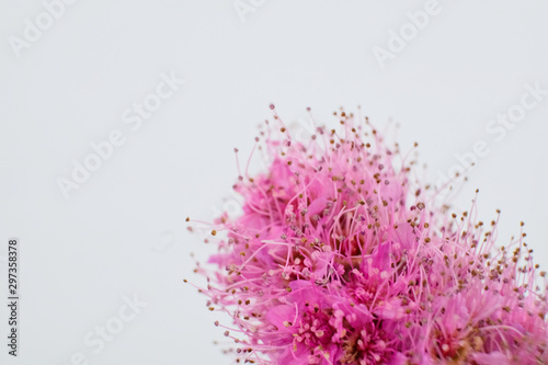 Close-up of the tiny flowers of a  Spiraea billardii  on a white background photo
