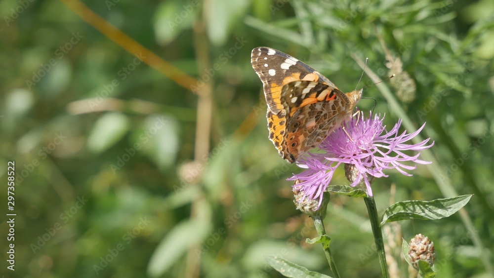 Butterfly Vanessa cardui on a meadow cornflower close-up Butterfly Vanessa cardui on a meadow cornflower close-up