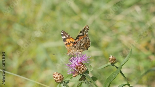 Butterfly Vanessa cardui on a meadow flower eats nectar.