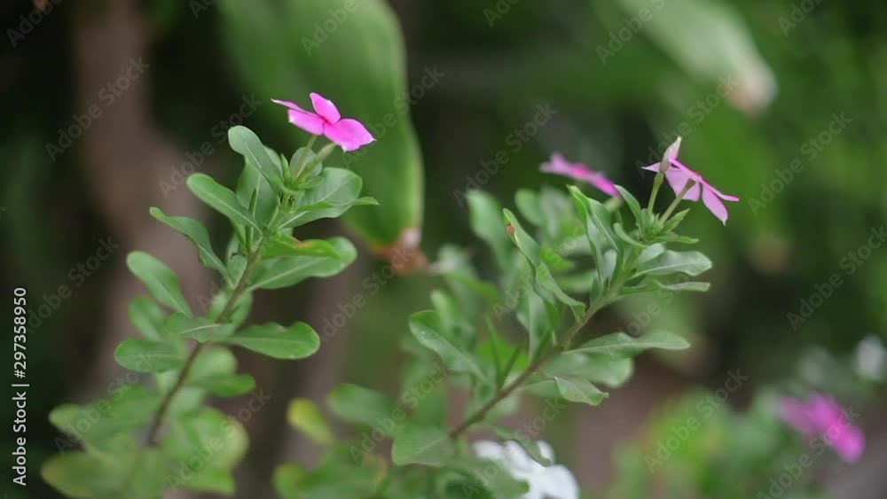 Red purple flower close up video clip view with green leaf and branch in the wind, shot in shallow depth of field blurry background Red purple flower close up video clip view with green leaf and branch in the wind, shot in shallow depth of field blurry background