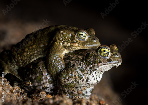 two Natterjack toad (Epidalea calamita) in amplexus reproduction.