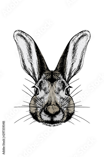 Hare sketch, head portrait in color white isolated © Julia