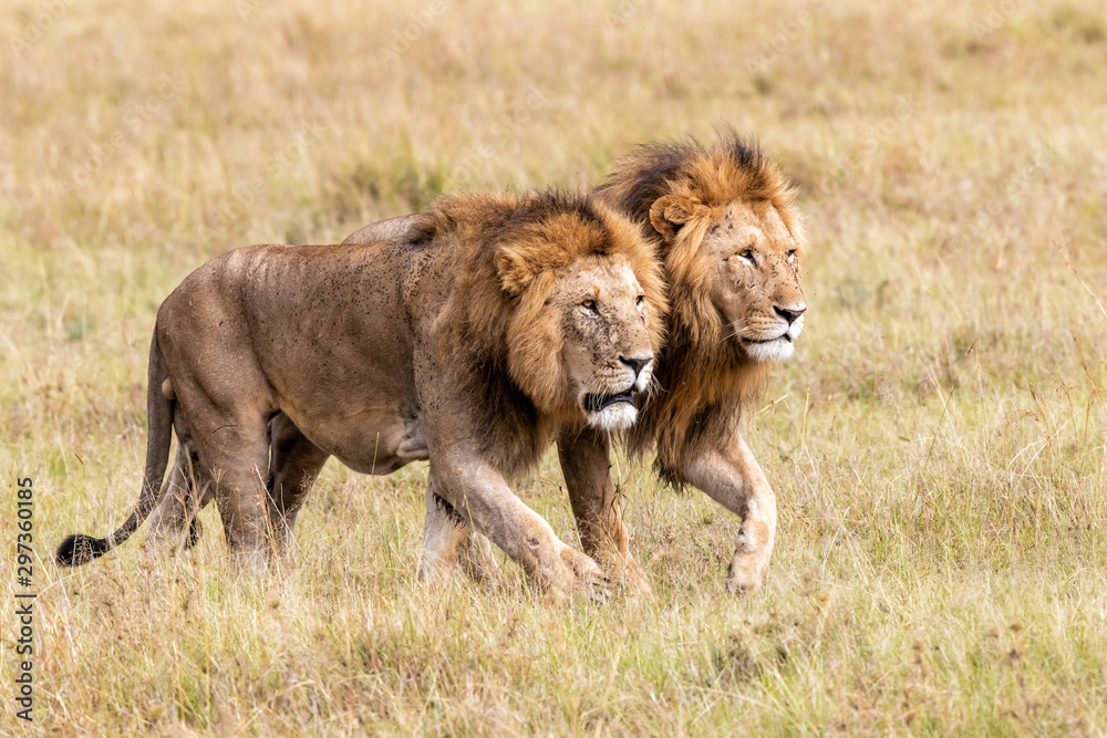 Brotherhood - coalition of male lion on the plains of the Masai Mara Game Reserve in Kenya Brotherhood - coalition of male lion on the plains of the Masai Mara Game Reserve in Kenya