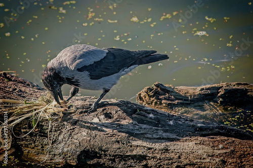 Hooded crow playing with a wet root of some plant on a dry tree near river bank