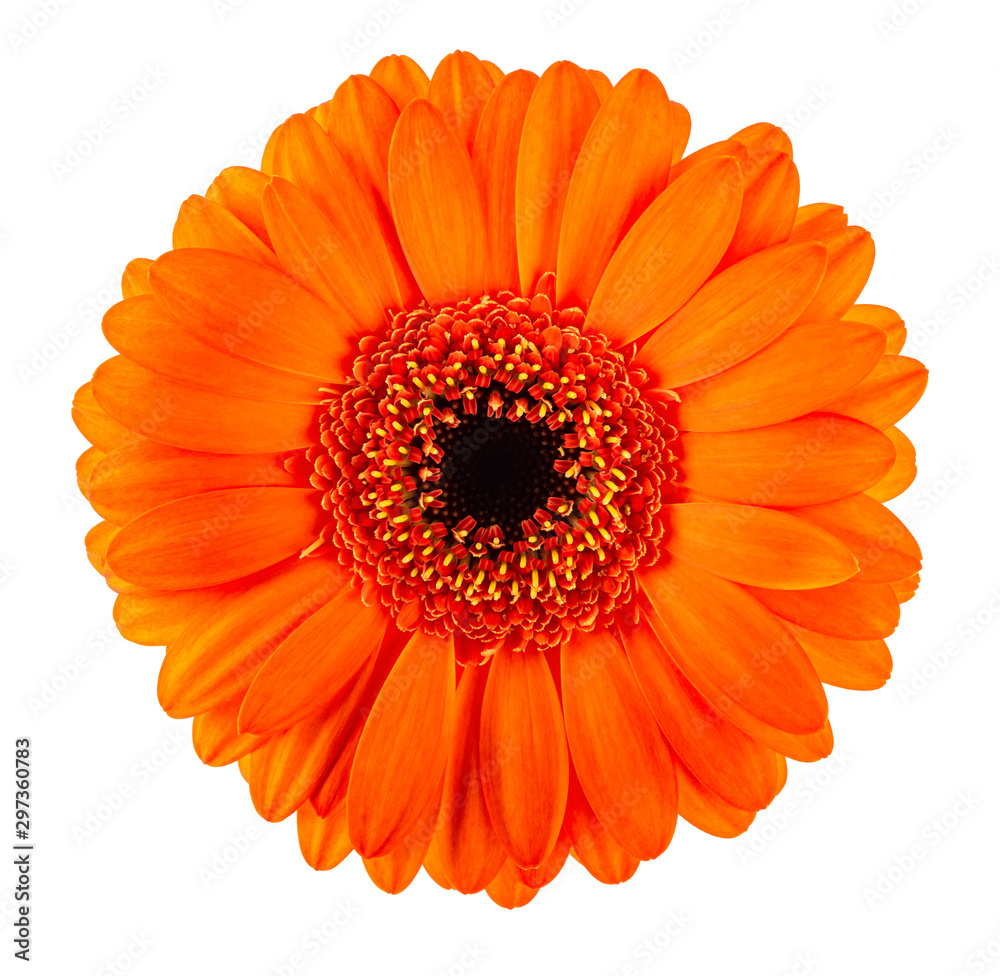 Orange Gerbera flower head