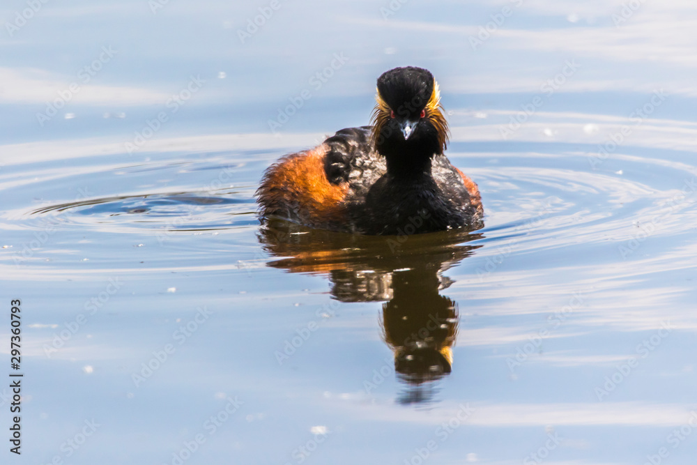 Black-necked grebe (Podiceps nigricollis)