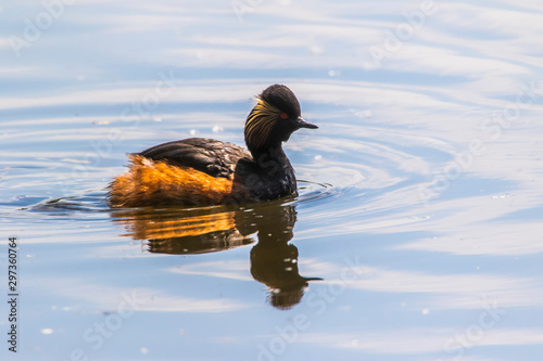 Obraz na płótnie Black-necked grebe (Podiceps nigricollis) w salonie