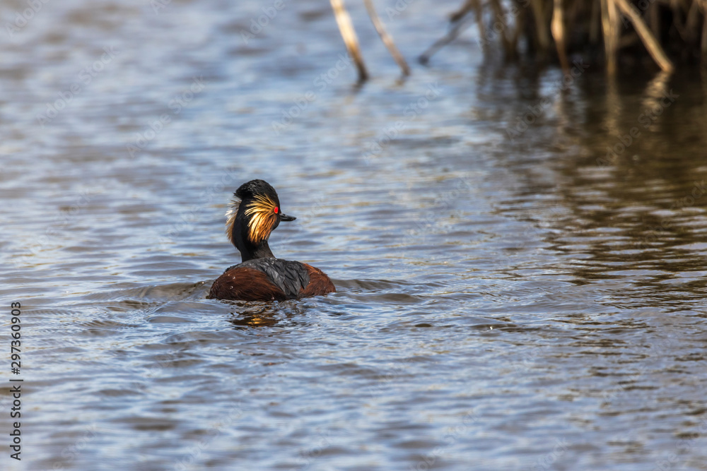 Black-necked grebe (Podiceps nigricollis)