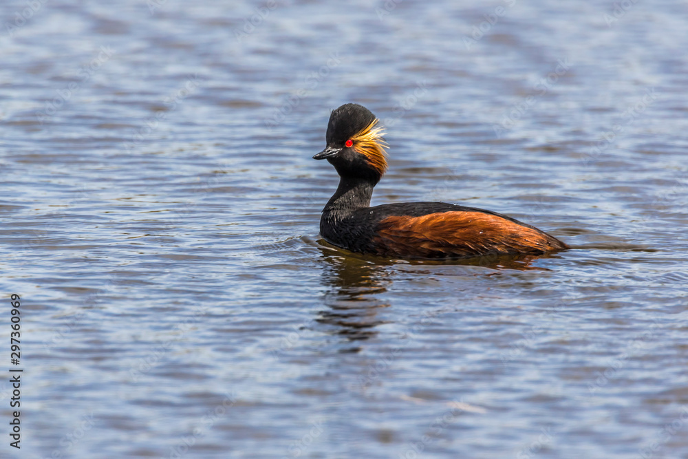 Black-necked grebe (Podiceps nigricollis)