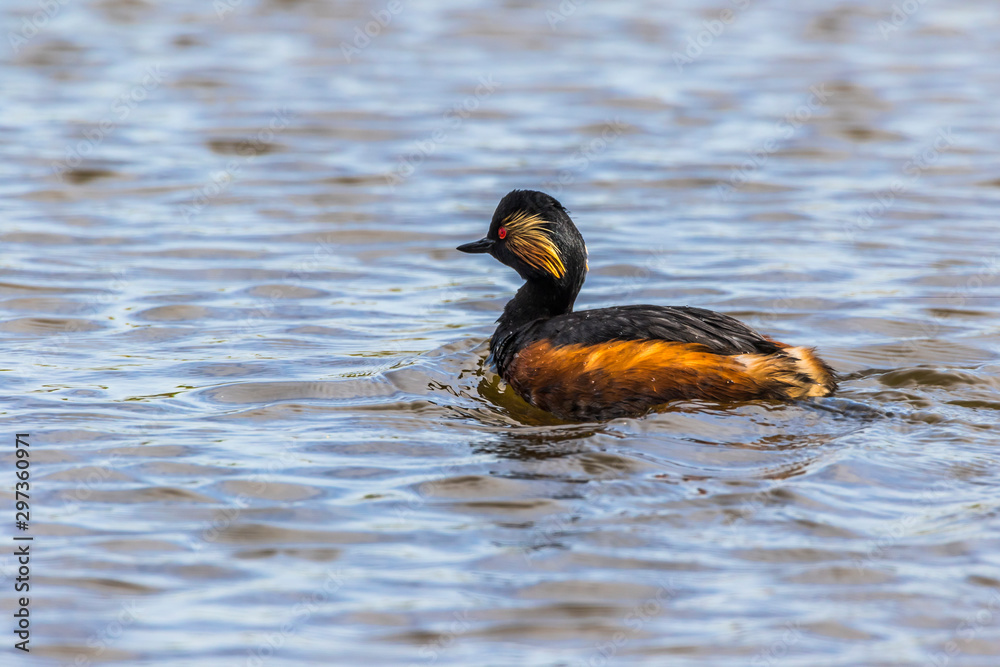 Black-necked grebe (Podiceps nigricollis)