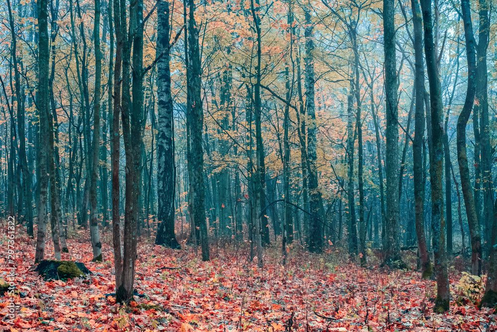 Obraz premium foggy forest in late autumn with blue haze and fallen leaves