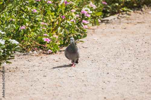 pigeon on the ground