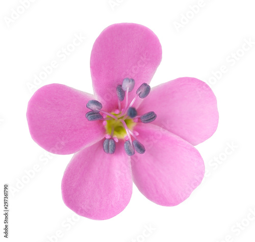 soapwort flower head