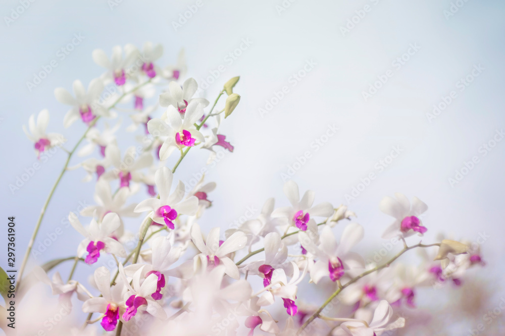 White orchid in garden at winter or spring day