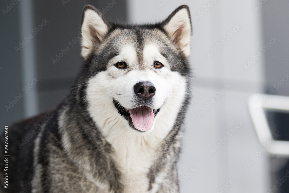 dog in the city, breed Alaskan Malamute