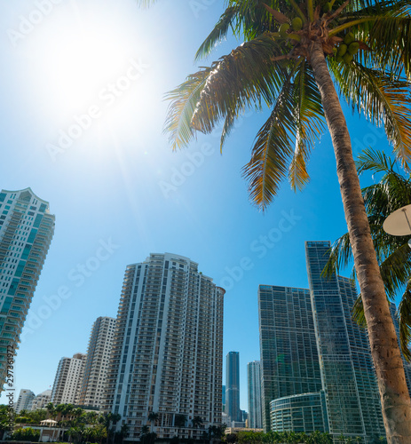 Skyscrapers and palms in Miami Riverwalk on a sunny day