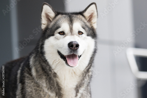 dog in the city  breed Alaskan Malamute