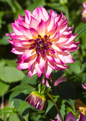 The dahlia  name  Hapet Piccadilly  in the dahlia garden Baden Baden near the lichtentaler alley. Baden-Baden  Baden W  rttemberg  Germany