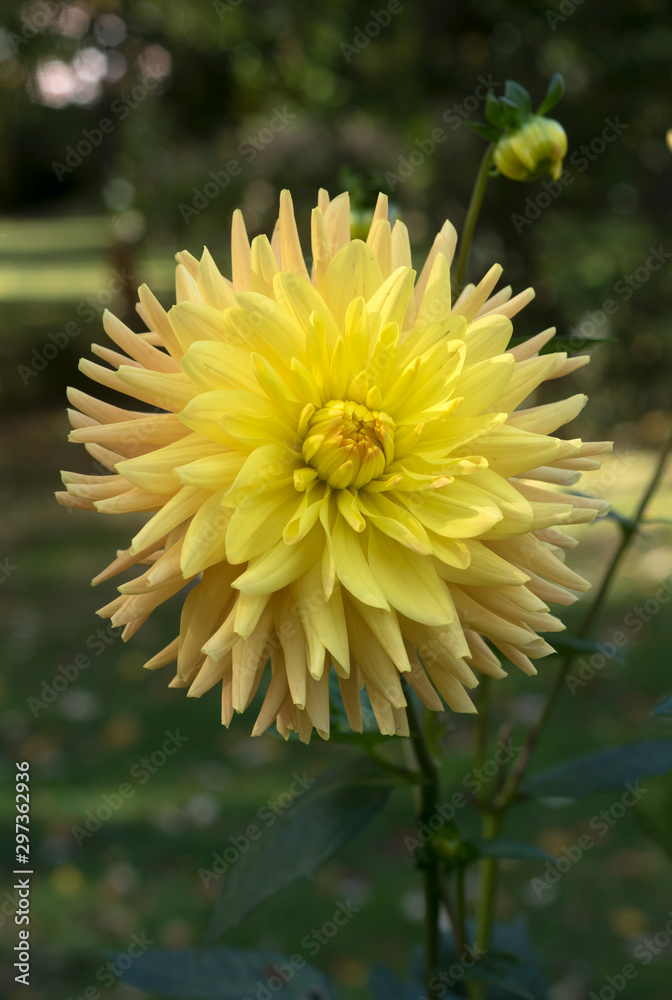 The dahlia (name, LGS Löbau) in the dahlia garden Baden Baden near the lichtentaler alley. Baden Baden, Baden Württemberg, Germany The dahlia (name, LGS Löbau) in the dahlia garden Baden Baden near the lichtentaler alley. Baden Baden, Baden Württemberg, Germany