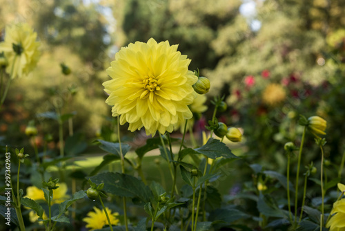 The dahlia (name, Aeros) in the dahlia garden Baden Baden near the lichtentaler alley. Baden Baden, Baden Württemberg, Germany photo