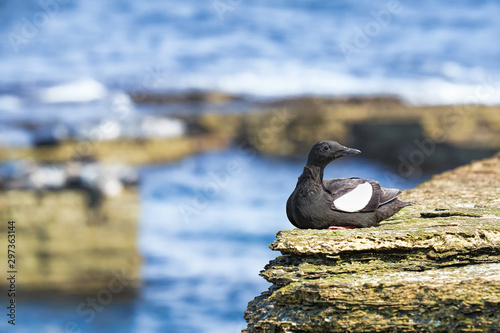 Black guillemot resting on cliffs on Stroma Island with the ocean below photo