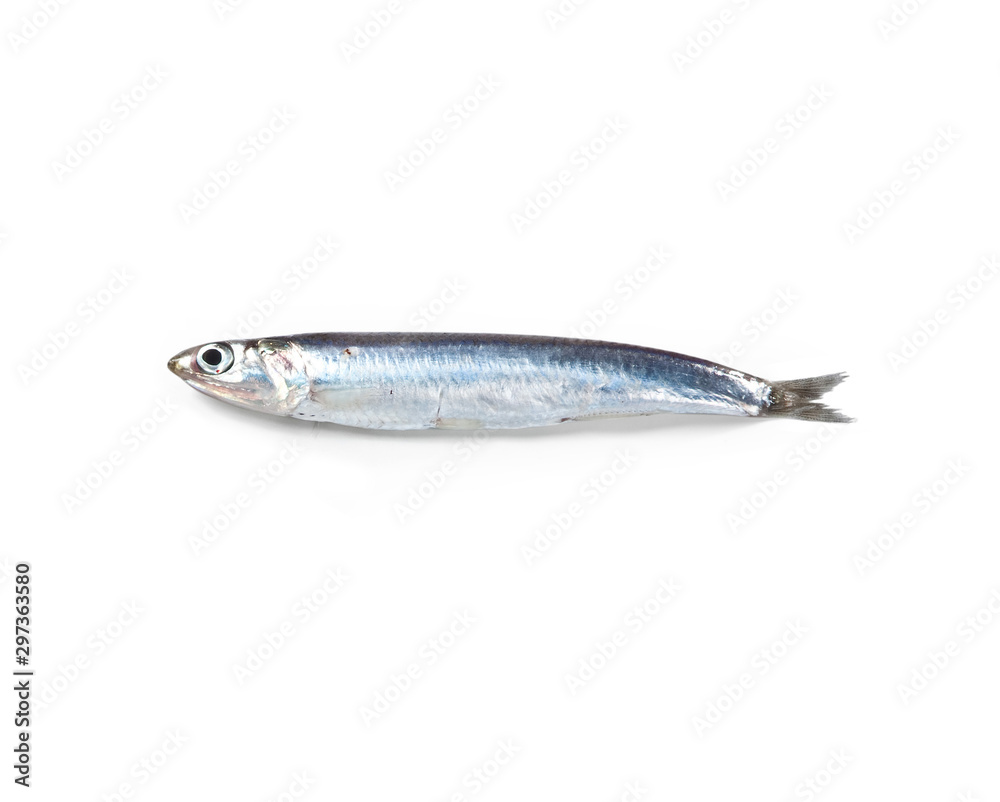 Anchovy - Anchovy -