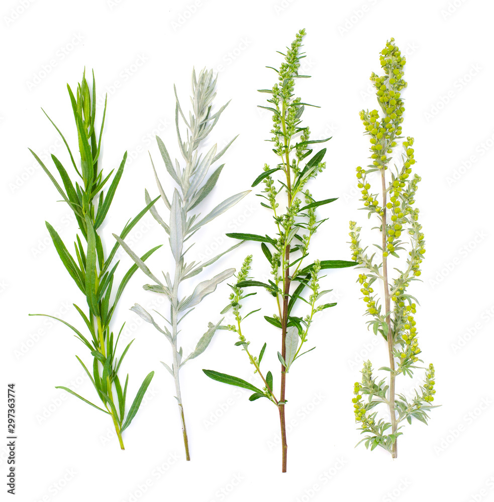 Obraz premium Varieties of wormwood. Wormwood branch. Medicinal plants. Absinthium. Оn a white background. Flat lay, top view. Healing herb. Tarragon. Seasoning.