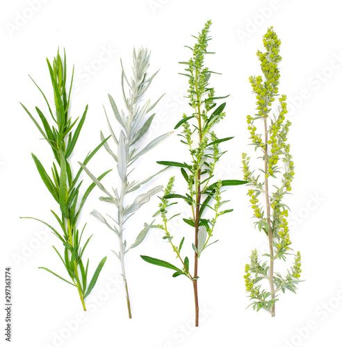 Varieties of wormwood. Wormwood branch. Medicinal plants. Absinthium. Оn a white background. Flat lay, top view. Healing herb. Tarragon. Seasoning.