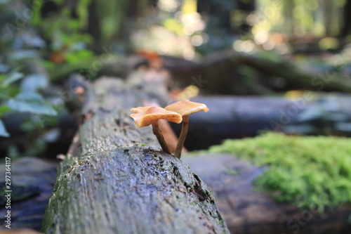 mushroom
