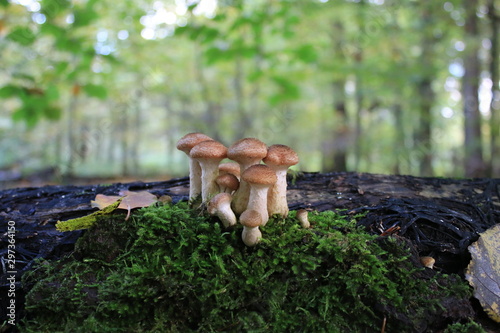 mushrooms in the forest