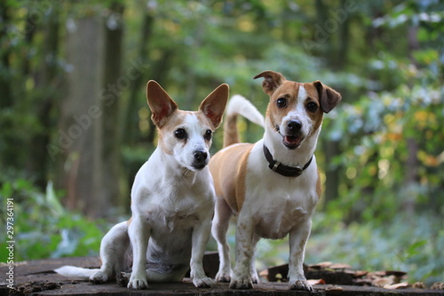 2 dog 