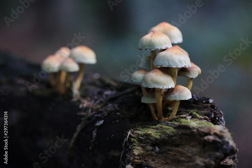 mushrooms in the forest