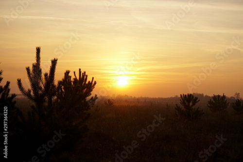 sunset between young pine trees