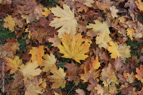 autumn leaves