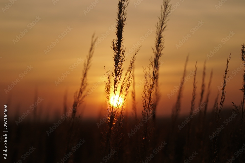 Obraz premium grass seeds at sunset
