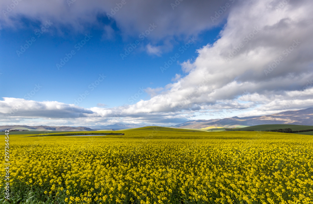 yellow canola field with hill, clouds and blue sky