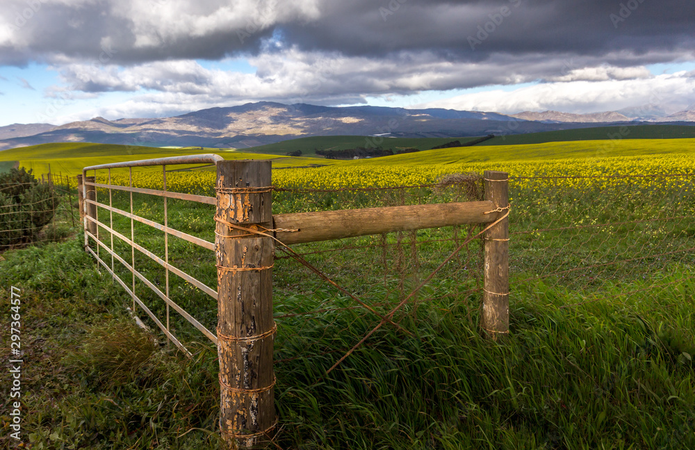 yellow canola field with gate and clouds