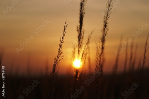 grass seeds at sunset