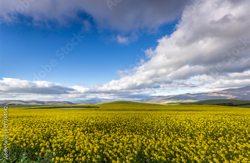 yellow canola field with hill  clouds and blue sky