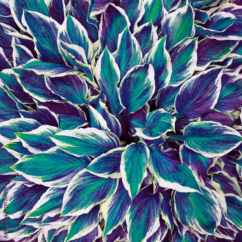 natural background of fresh multi-colored lilac leaves with white stripes Hos...