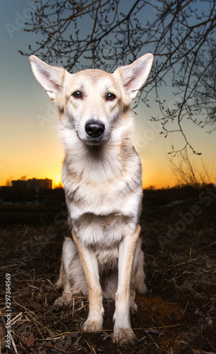 Cute mongrel dog at walk on field in sunset © Alexandr