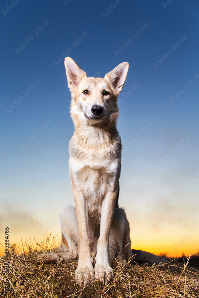 Cute mongrel dog at walk on field in sunset Cute mongrel dog at walk on field in sunset