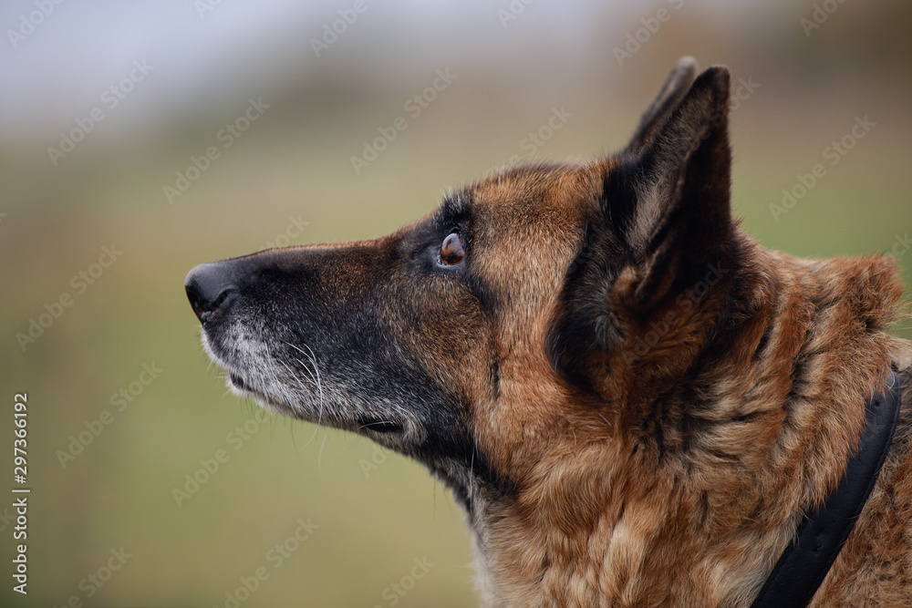 close portrait of old female german shepherd dog in field in daytime in autumn on forest background
