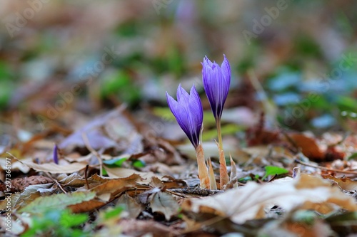 Blooming crocuses (Crocus pallasii) in the Sea garden of Varna (Bulgaria) photo