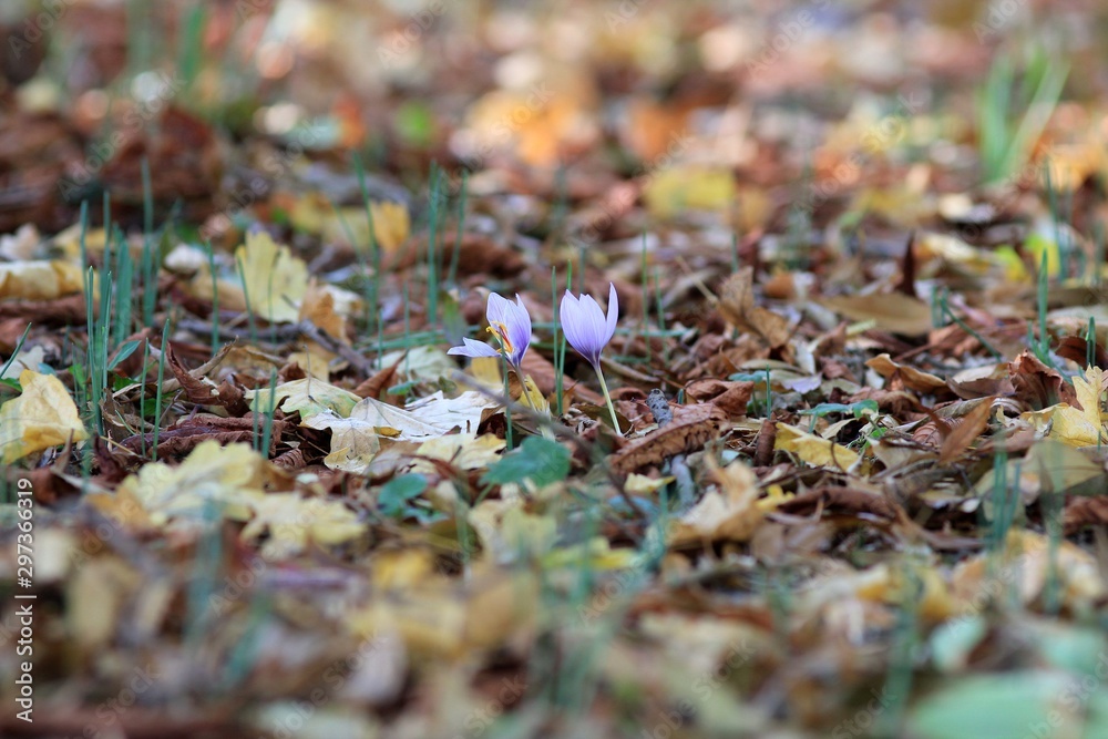Blooming crocuses (Crocus pallasii) in the Sea garden of Varna (Bulgaria) Blooming crocuses (Crocus pallasii) in the Sea garden of Varna (Bulgaria)
